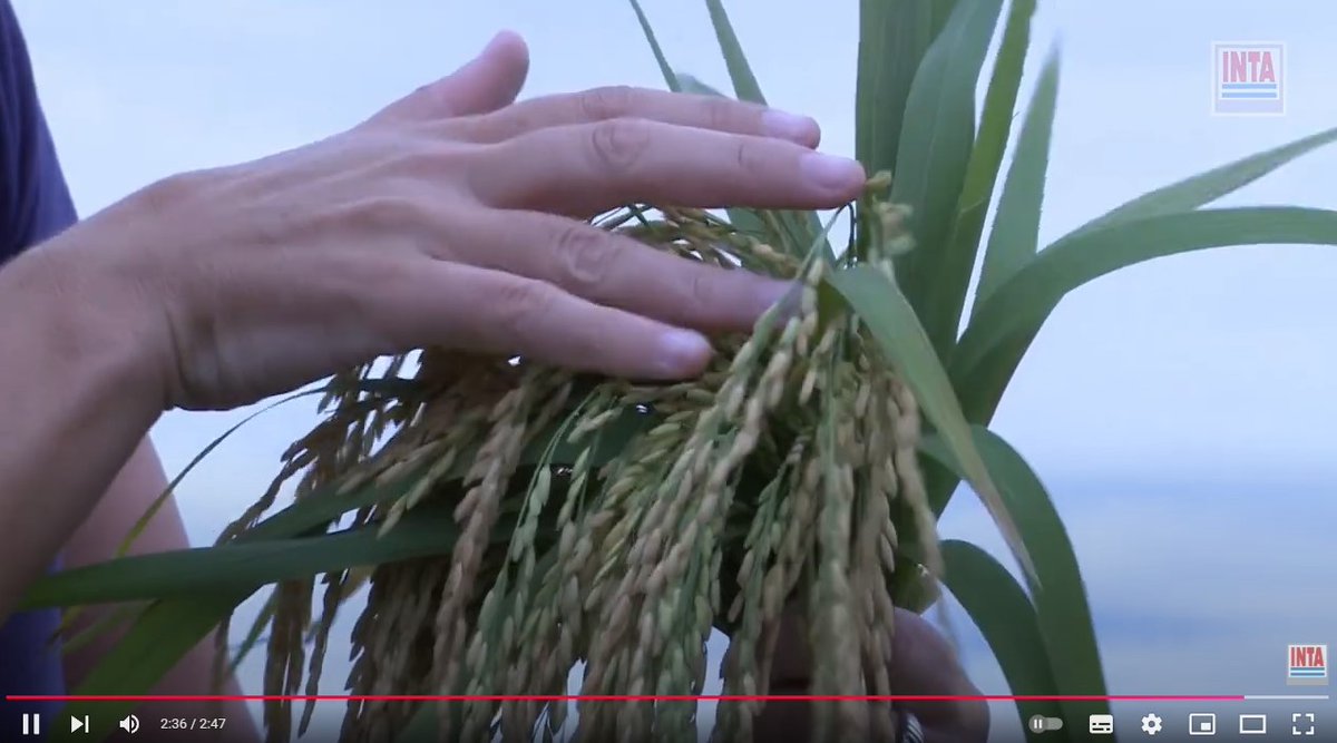 El arroz argentino es reconocido en el mundo por su calidad industrial y... youtu.be/xtHRBGcpPdM?si… a través de <a href="/YouTube/">YouTube</a>