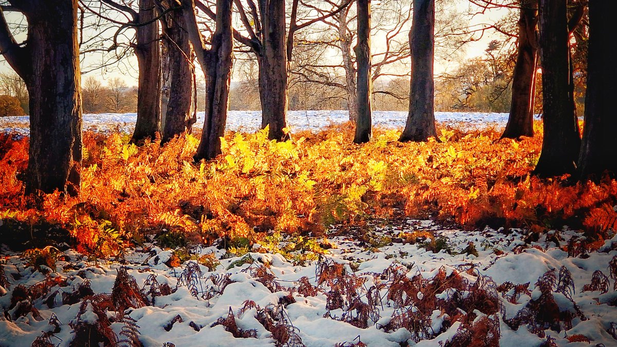 Burning winter bracken @AttinghamParkNT