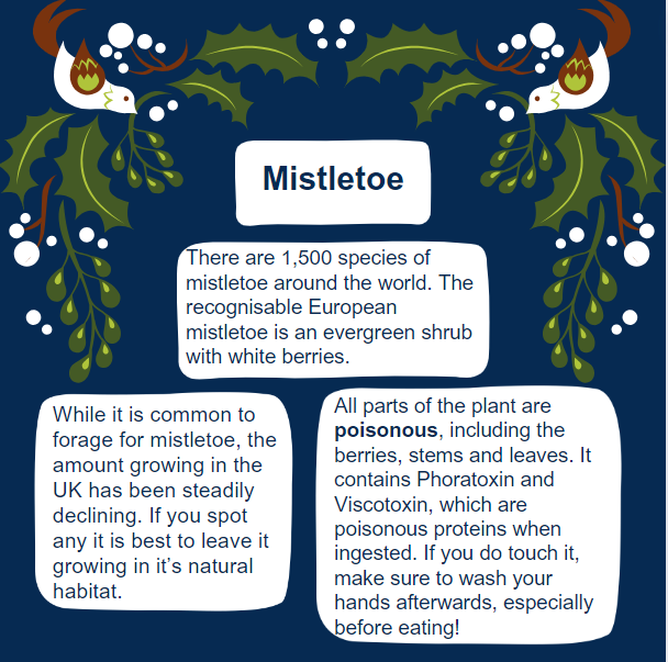 TVFloodScheme's tweet photo. This holiday season, make sure you stay safe when around mistletoe. Although the tradition of kissing under a sprig is fun, this plant has a much darker side 🌱 https://t.co/F7UVNwpvkV
