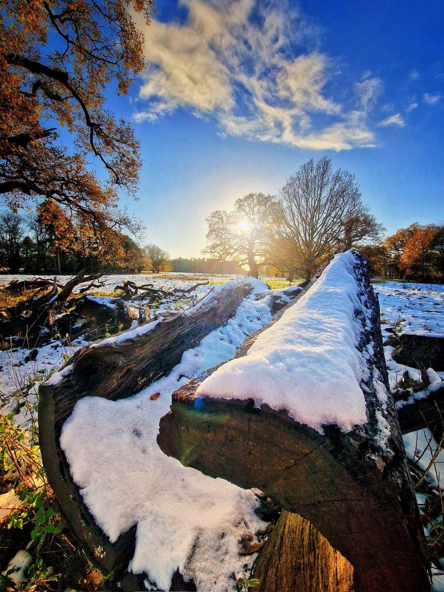 Winter log @AttinghamParkNT