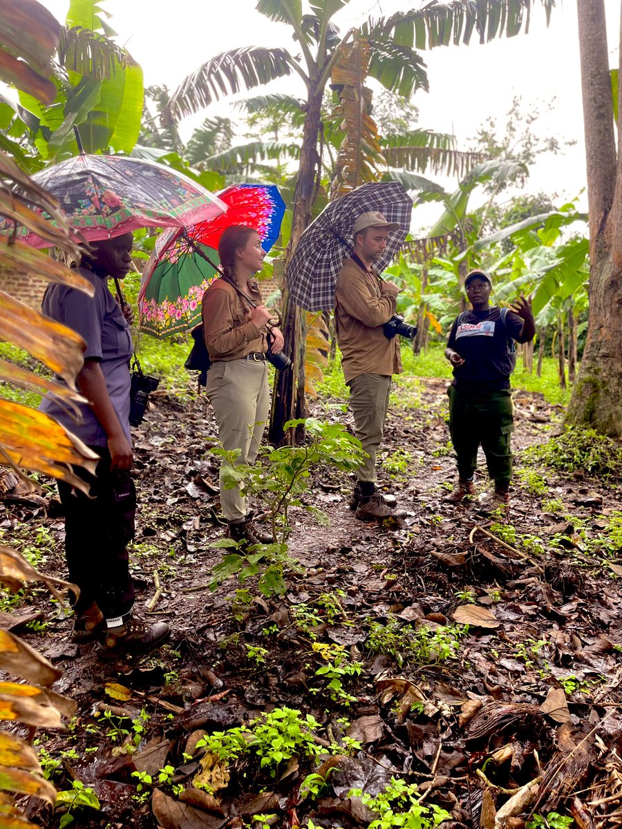 Rain or shine, we explored local cuisine around Kibale Forest! Our passionate local experts shared insights on sustainable farming &amp; traditional Ugandan food. A must-experience for our guests! #Uganda #LocalFoods #SustainableTourism #KibaleForest #TravelUganda #CulturalImmersion