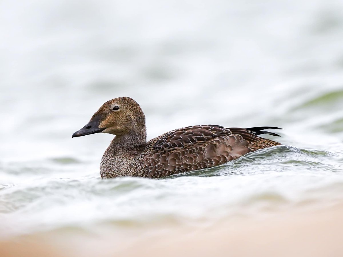 Oklahoma Department of Wildlife Conservation tweet media