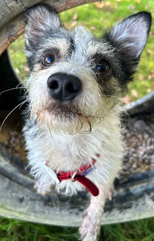 Please retweet to help Patch find a home #EDENBRIDGE #KENT #UK 
Jack Russell Terrier X Chihuahua, male aged 2.
Patch has had an unsettled start to life, his original owner sadly became unwell and couldn't care for him. 
Patch loves a fuss and will jump on your lap for attention.