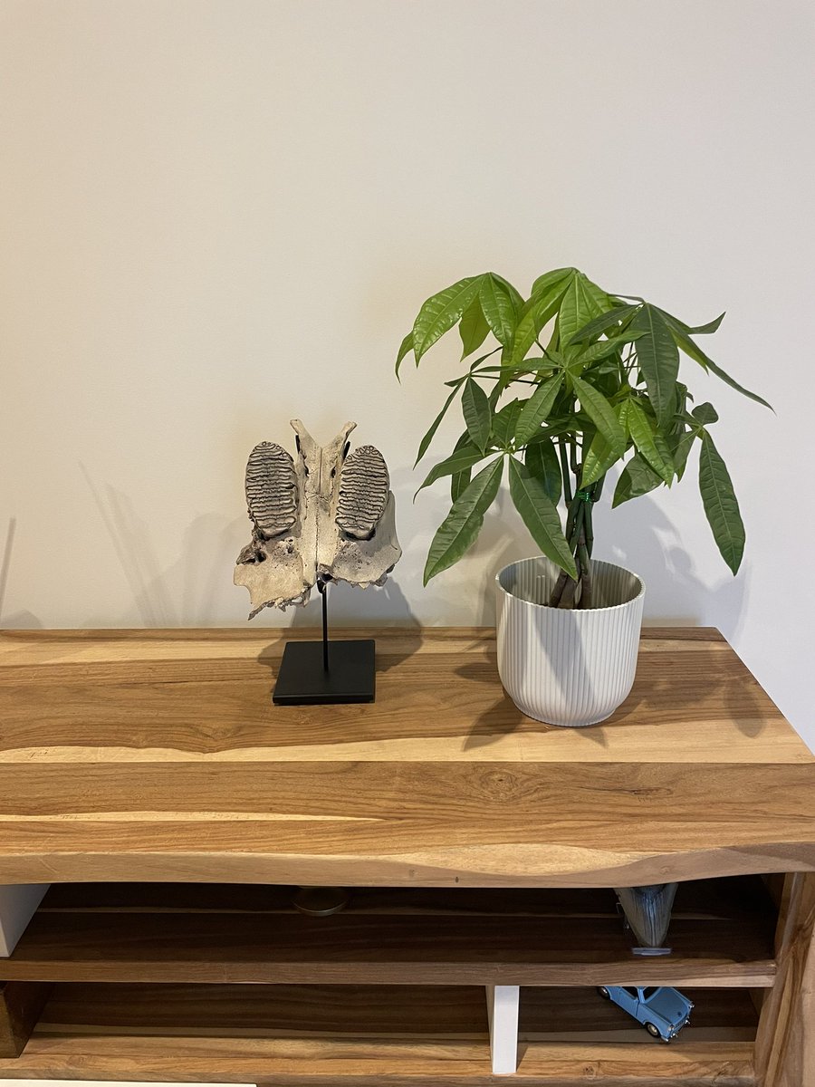 Fossieltweet's tweet photo. Hier thuis in de woonkamer en in de gang ook nog wat ijstijd-specimen op statief. 🦣 
Maar het gros van de collectie ligt natuurlijk opgeslagen in een aparte ruimte - té veel botten en fossiel in het zicht tolereert mijn echtgenote niet  🫣😆 https://t.co/xkjaEWkUyP