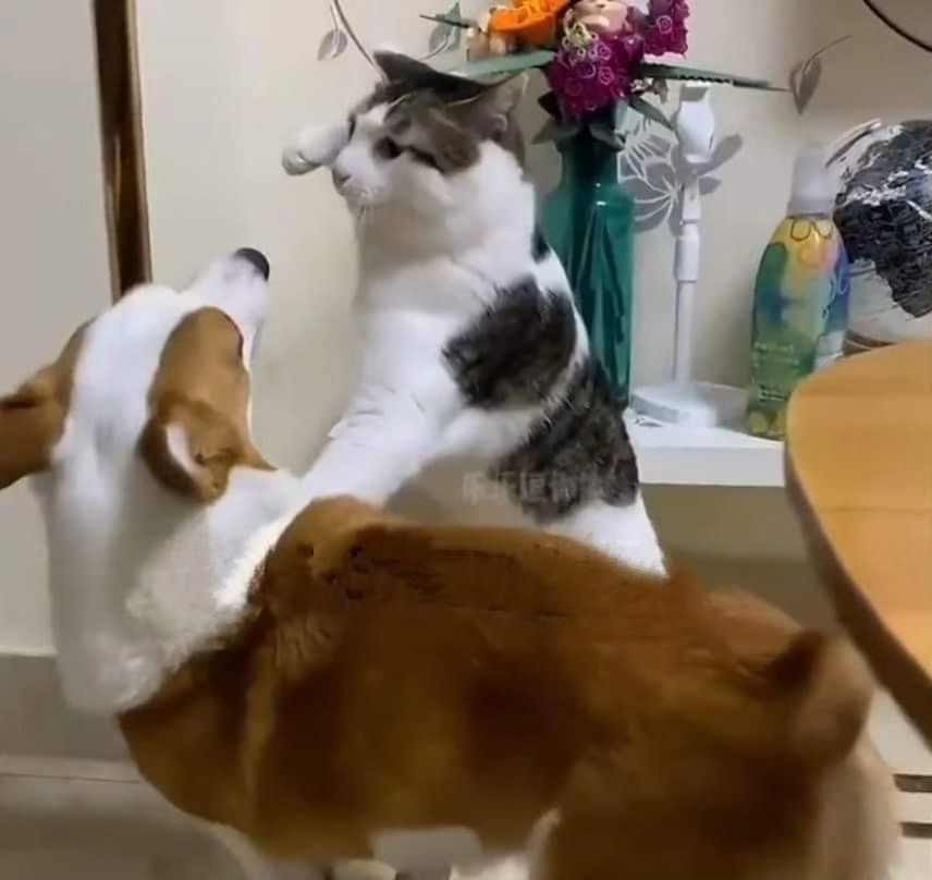 #zzzero #ゼンゼロ #젠레스 #絕區零
네코~  펀치!