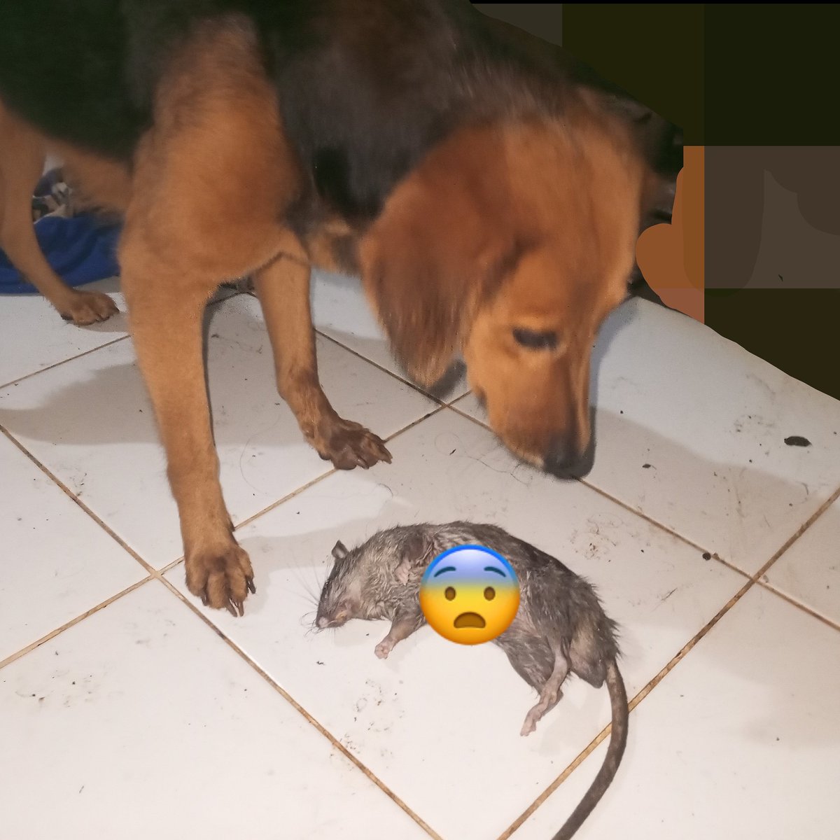 drippinchacha's tweet photo. tengah malem banget bro 😭

Nama: Kibo
Skill: Tangkap tikus https://t.co/eJbF1pu7l4