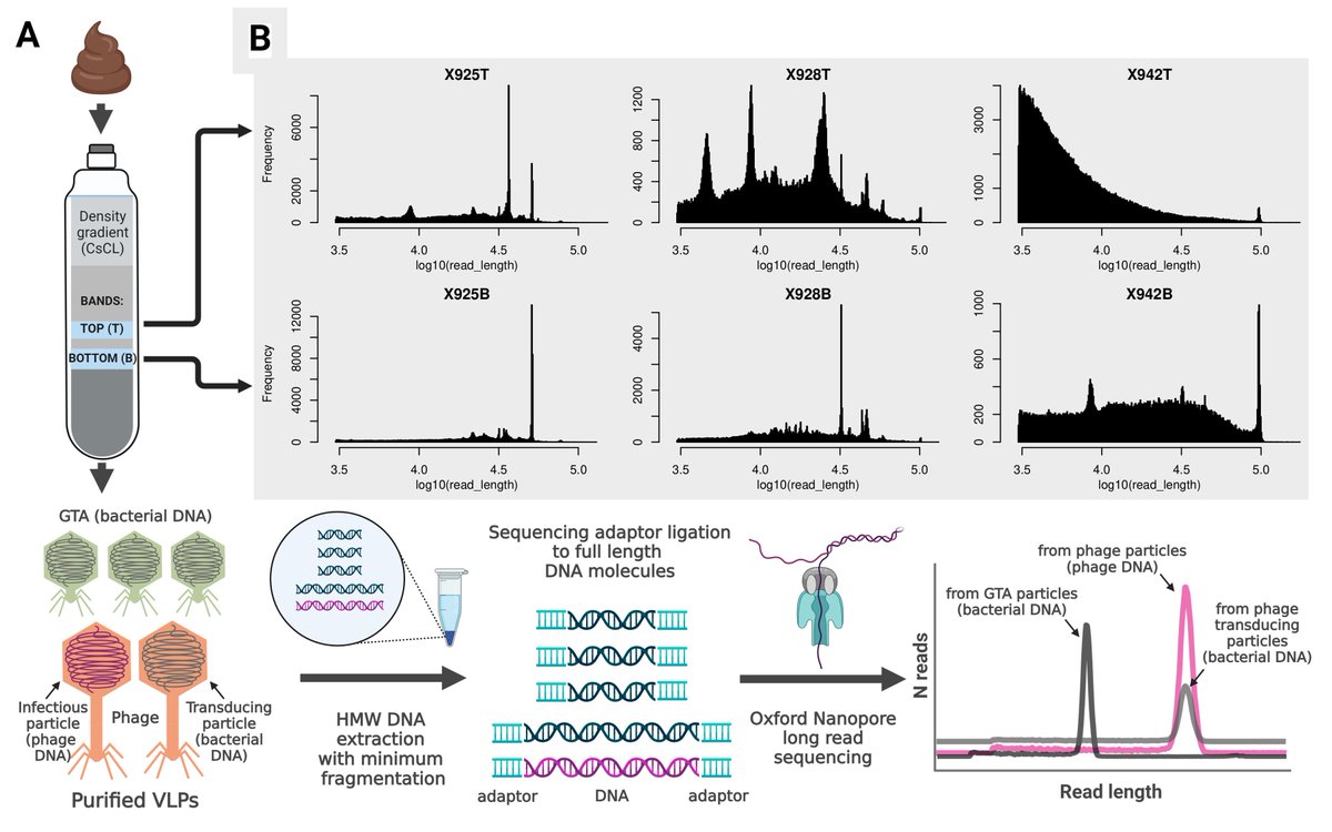 Check out our new preprint (biorxiv.org/content/10.110…) describing widespread bacterial DNA packaging by #bacteriophages and gene transfer agents (GTA) in the human gut #microbiome. Many thanks to <a href="/PCMFogg/">Paul CM Fogg</a>, <a href="/JSamWilson/">Jason wilson</a>, Pavol Bardy, and <a href="/colinhillucc/">@colinhillucc</a> for collaborating with us.