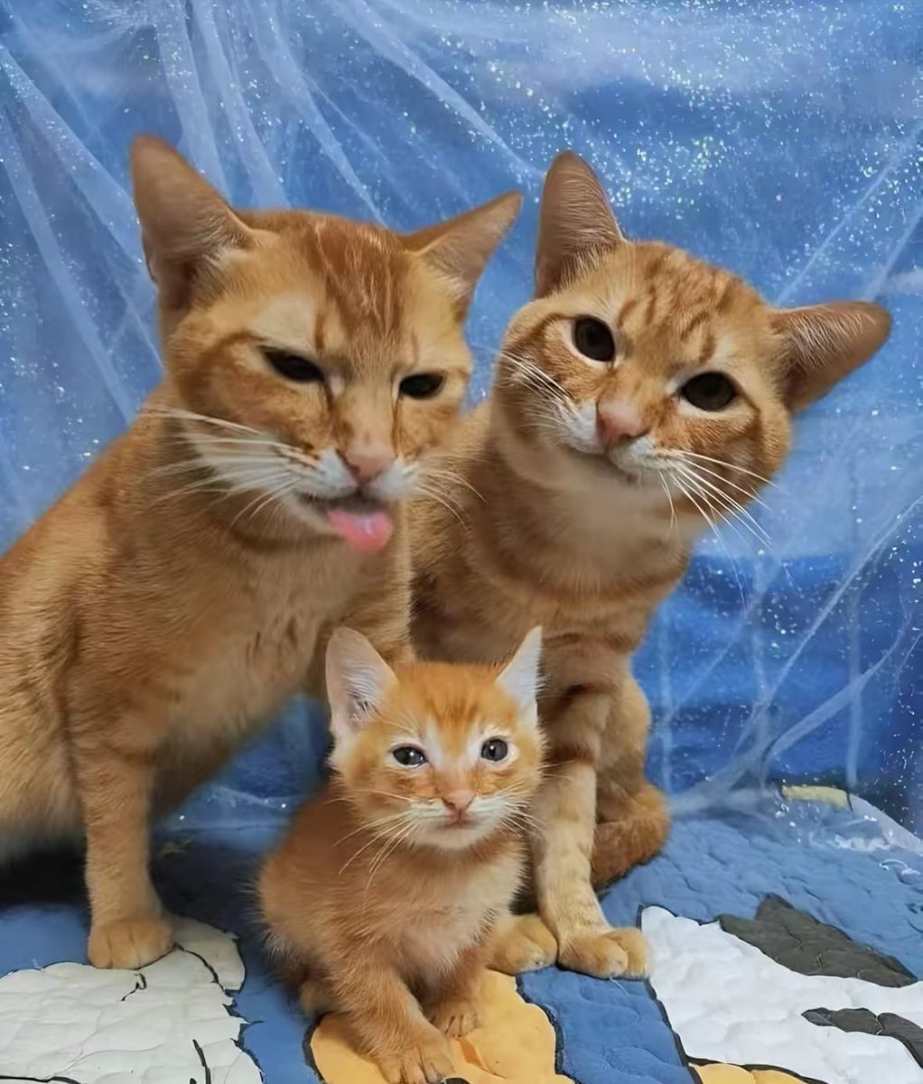 Punch Cat tweet media