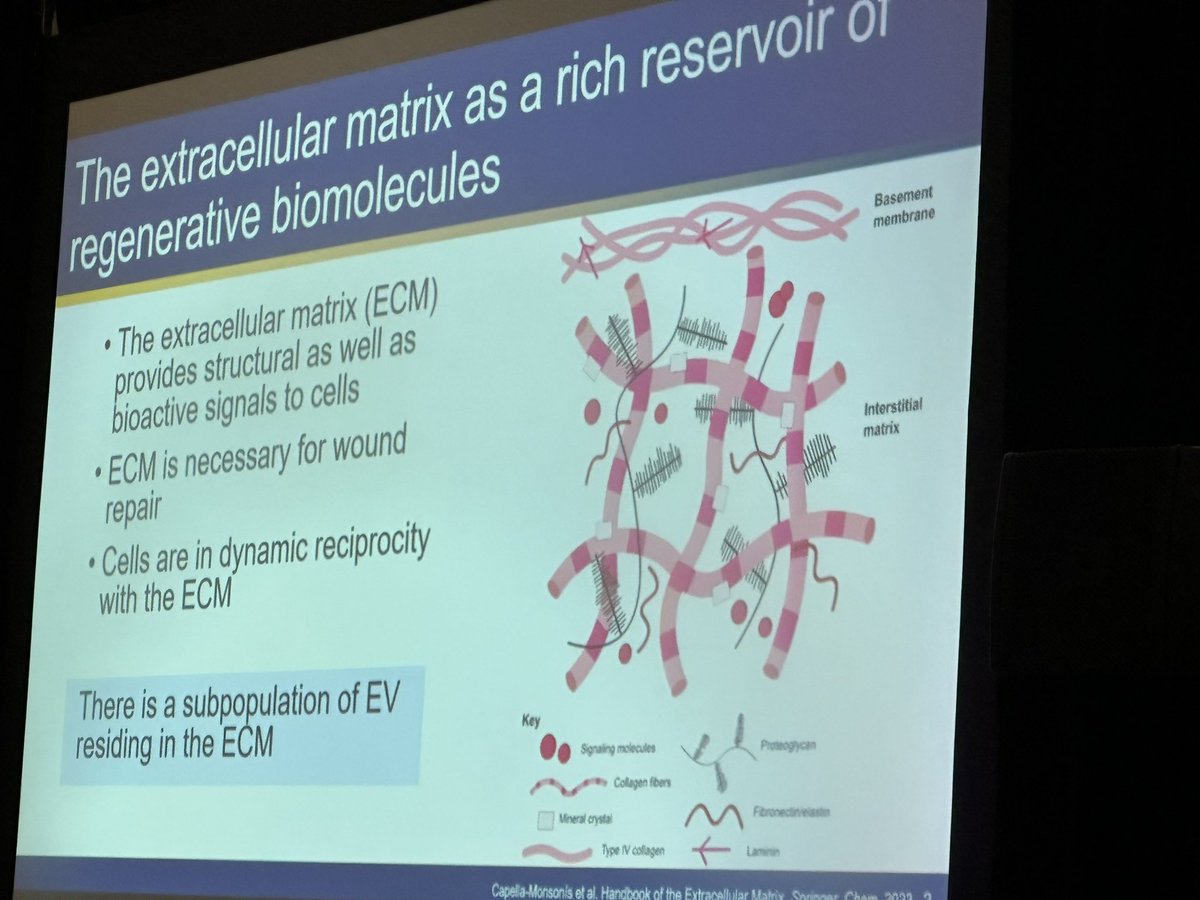 KennethWWitwer's tweet photo. Most people who work on #ExtracellularVesicles from multicellular organisms and cell culture are studying the ones that float around freely. @DrMarleyDewey is not most people! She works on #EVs that bind to the #ECM extracellular matrix. These “matrix-binding vesicles” #MBVs are distinct compositionally and functionally from other EVs, reports Marley. Several examples here at #ISEVxTECH of how they can also serve as immunomodulatory therapies.
@IsevOrg