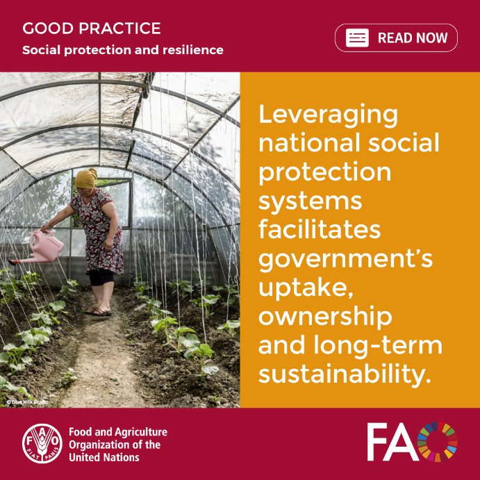 Can cash+ interventions improve #FoodSecurity in rural areas? 

In Kyrgyzstan, combining social assistance with agricultural support led to improved nutrition, increased income and women's empowerment.

More in our latest factsheet 👉🏽 bit.ly/3CgBMxi

#SocialProtection