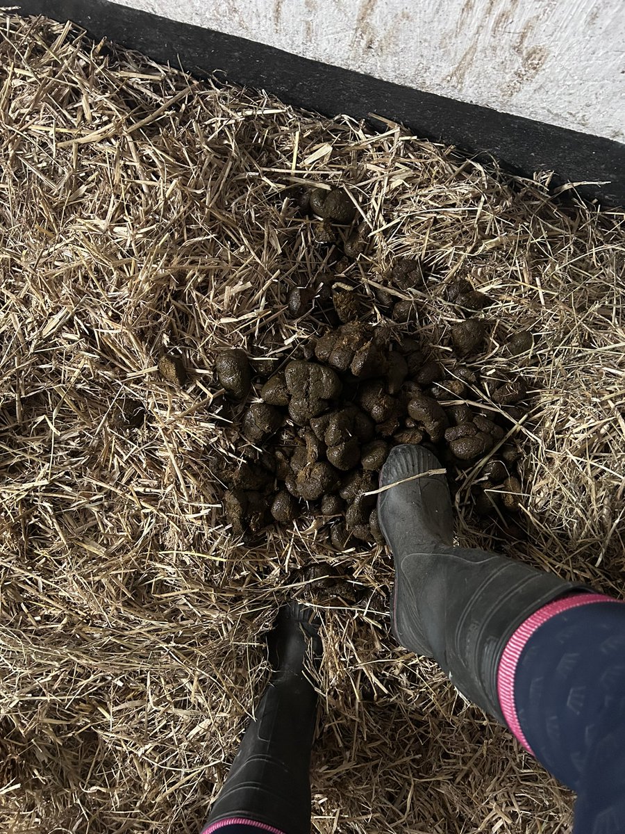 Fütterungszeit für meine Hunde 🐶

Sende brav Amazon Gutscheine mein kleiner Köter🐶