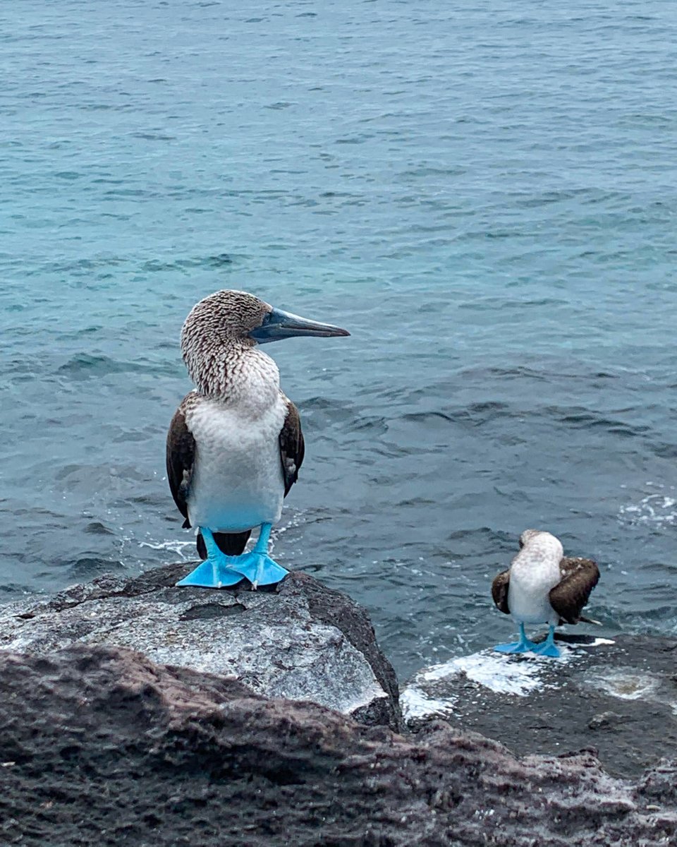 Projects Abroad tweet media