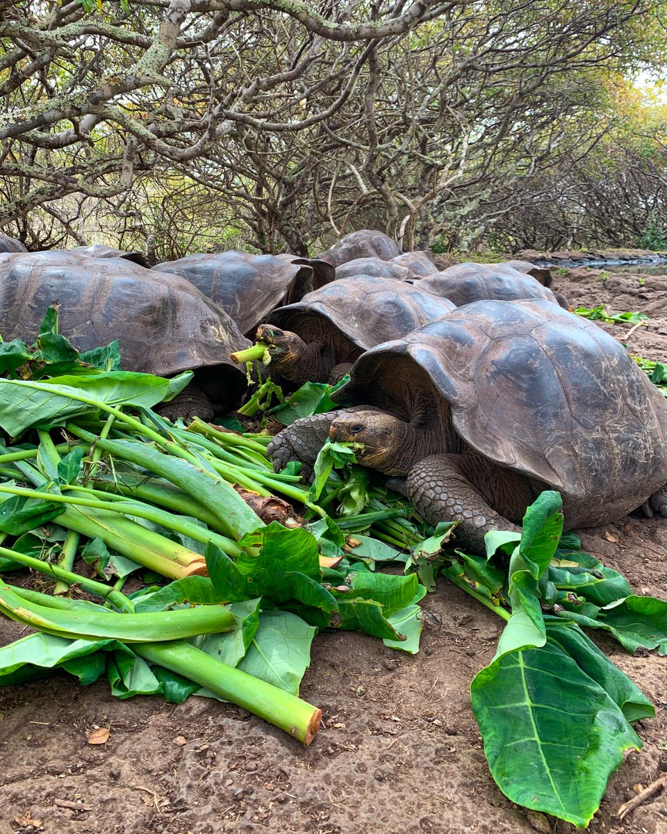 Projects Abroad tweet media