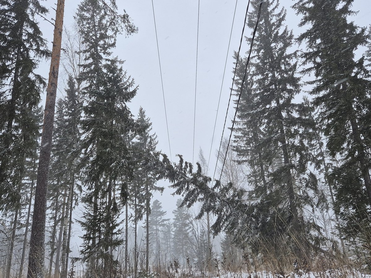 ‼️ Sähköjohdoilla roikkuviin puihin ei saa koskea eikä niitä saa itse raivata.

⚠️ Raivaus- ja korjaustyöt ovat turvallisuussyistä ehdottomasti ammattilaisten työtä.

🔴 Ilmoita vikapaikasta 0800 100 100.

#sähkökatko #myrsky #turvallisuus #elenia