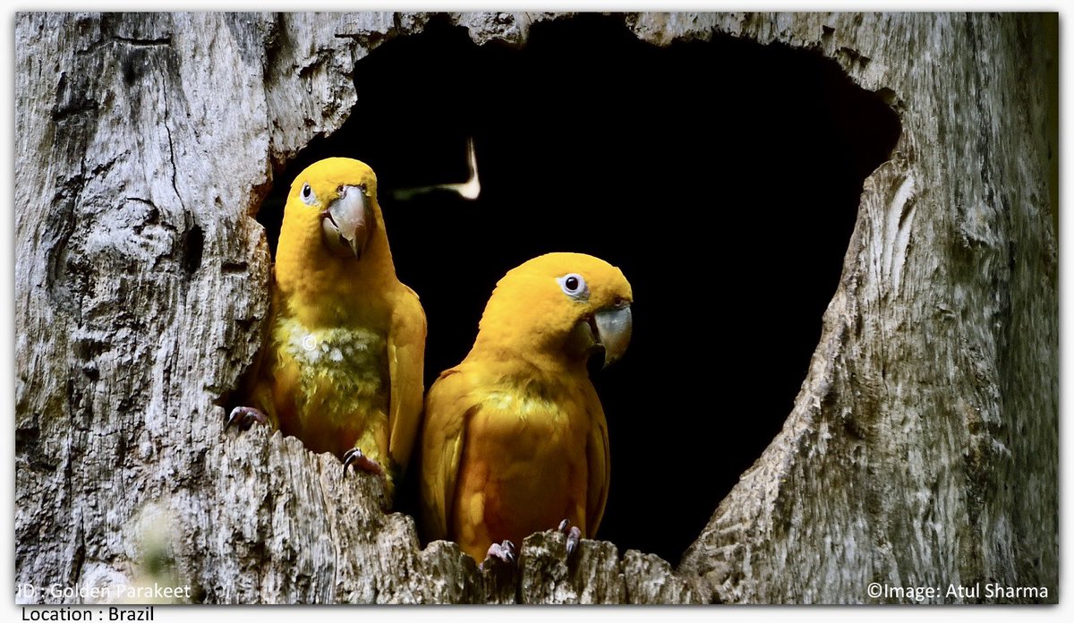 Atul1212's tweet photo. Golden parakeet
The golden parakeet or golden conure  or the Queen of Bavaria conure is a medium-sized golden-yellow Neotropical parrot native to the Amazon Basin of interior northern Brazil. #IndiAves #BBCWildlifePOTD #ThePhotoHour #birding #BirdsOfTwitter #costarica #unoitsmi https://t.co/o8z13QWHjO