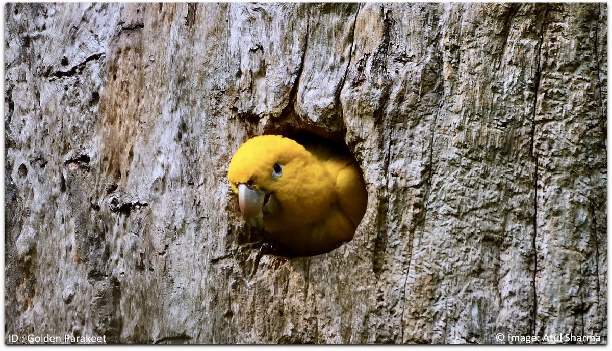 Atul1212's tweet photo. Golden parakeet
The golden parakeet or golden conure  or the Queen of Bavaria conure is a medium-sized golden-yellow Neotropical parrot native to the Amazon Basin of interior northern Brazil. #IndiAves #BBCWildlifePOTD #ThePhotoHour #birding #BirdsOfTwitter #costarica #unoitsmi https://t.co/o8z13QWHjO