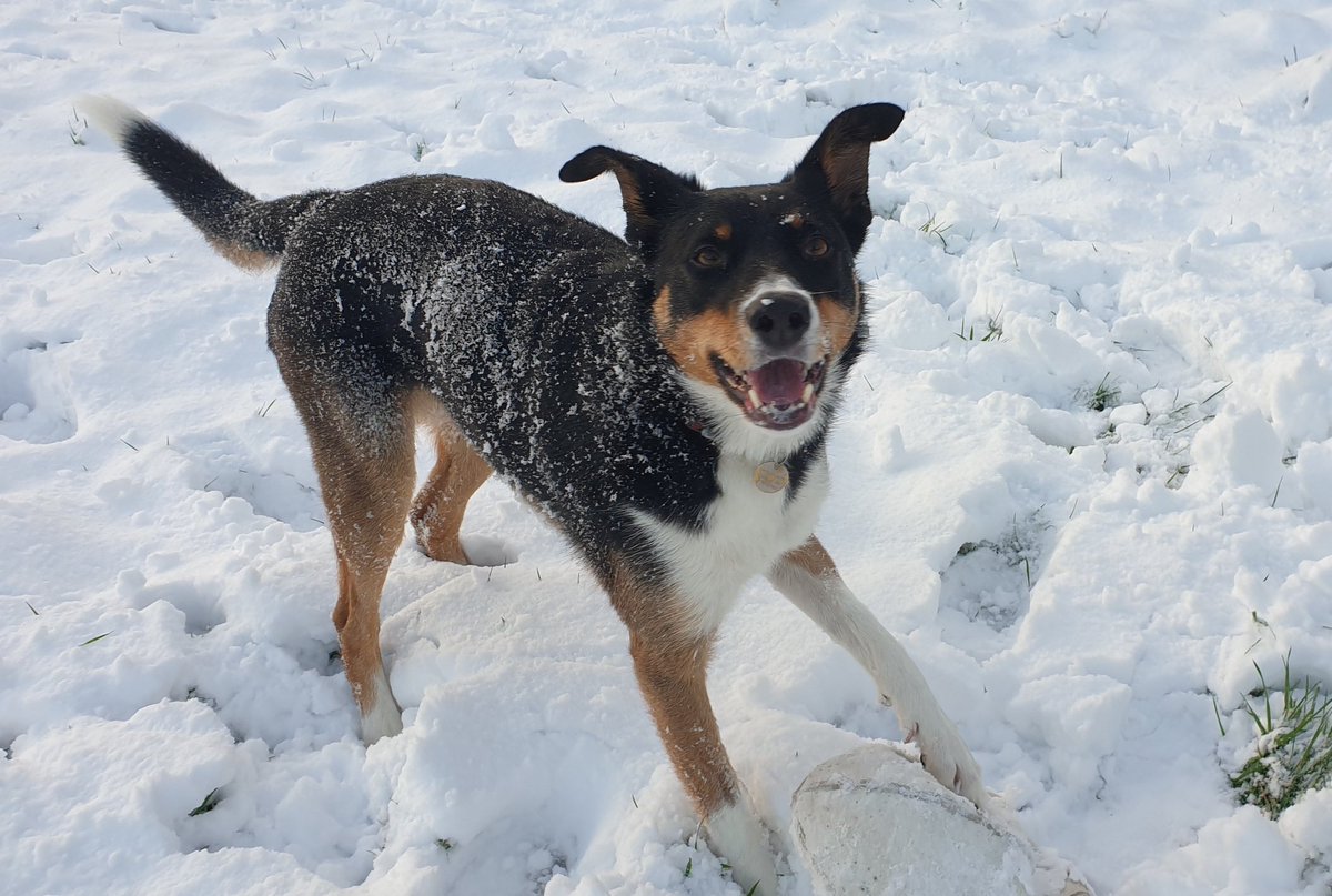 Twiglet the dog tweet media