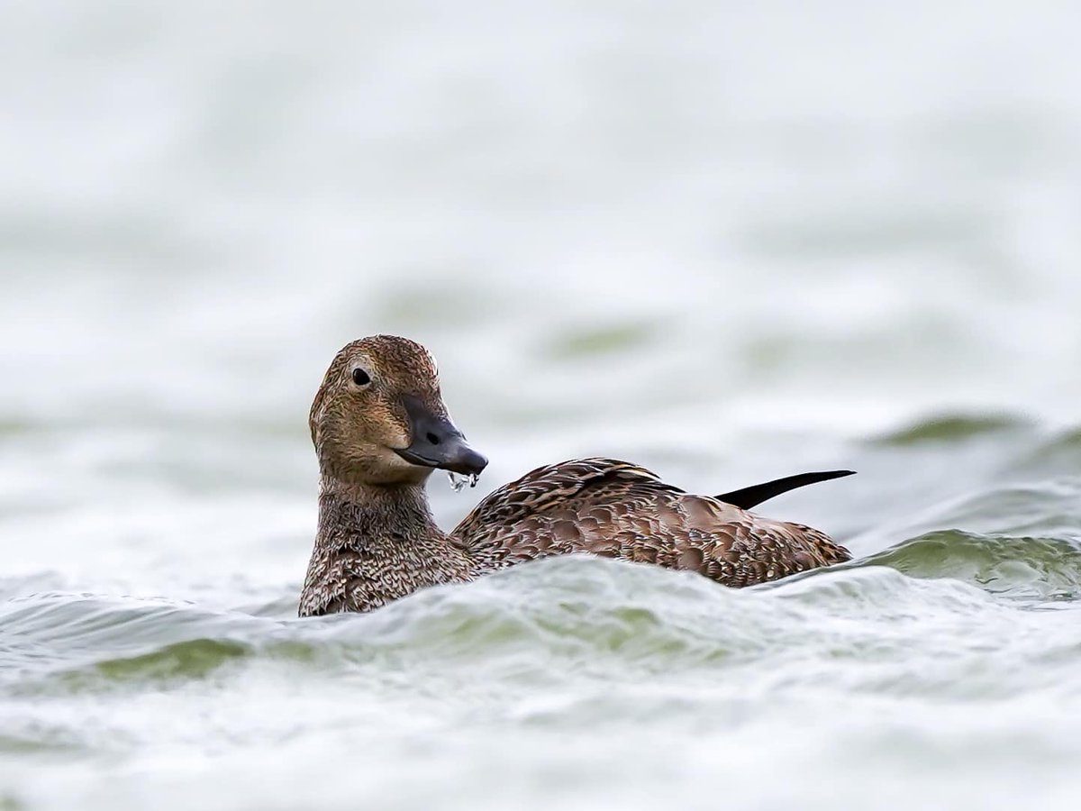 Oklahoma Department of Wildlife Conservation tweet media