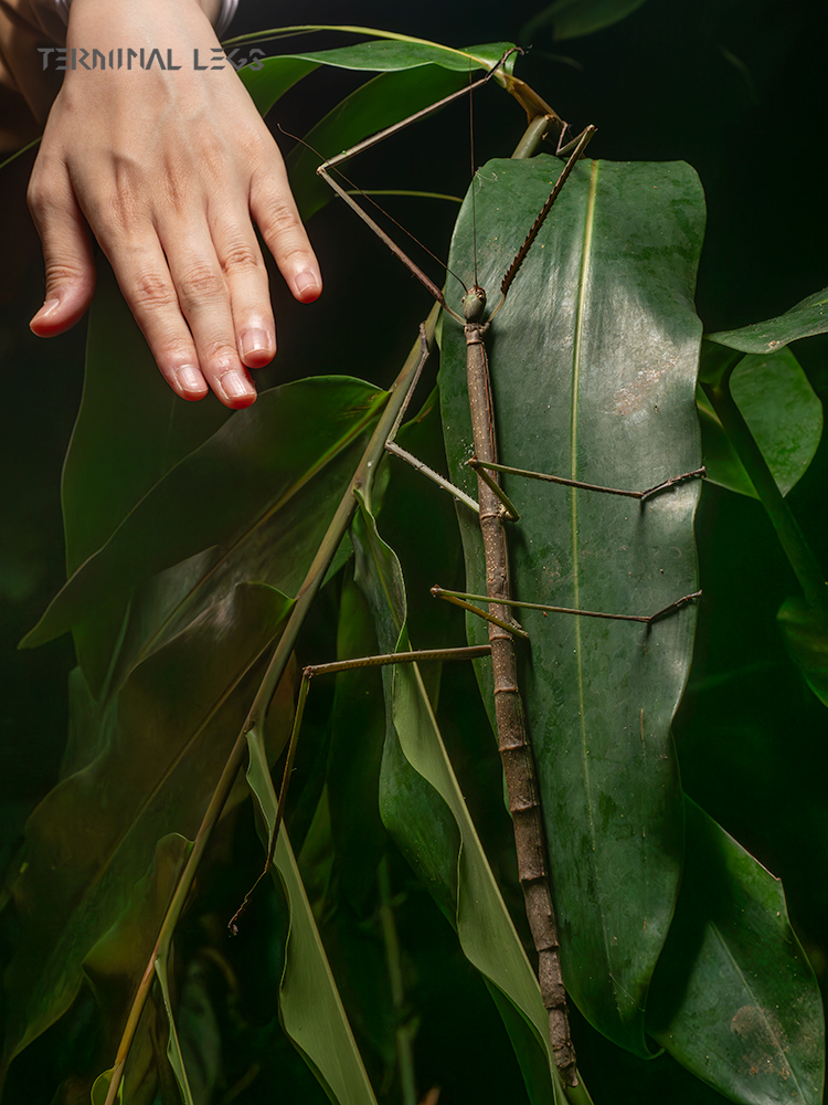 ターミナルレッグス 奇蟲のお店 tweet media