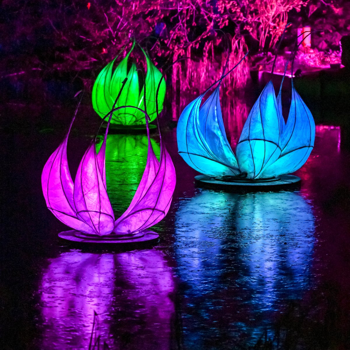 Cambridge Botanic Lights starts next week! We can’t wait to see the Garden transformed after dark. If want to come, there is still time to book: botanic.cam.ac.uk/cambridge-bota…
Please note that on event nights (Thursdays to Sundays), the Garden will close 30 minutes early at 3.30pm.