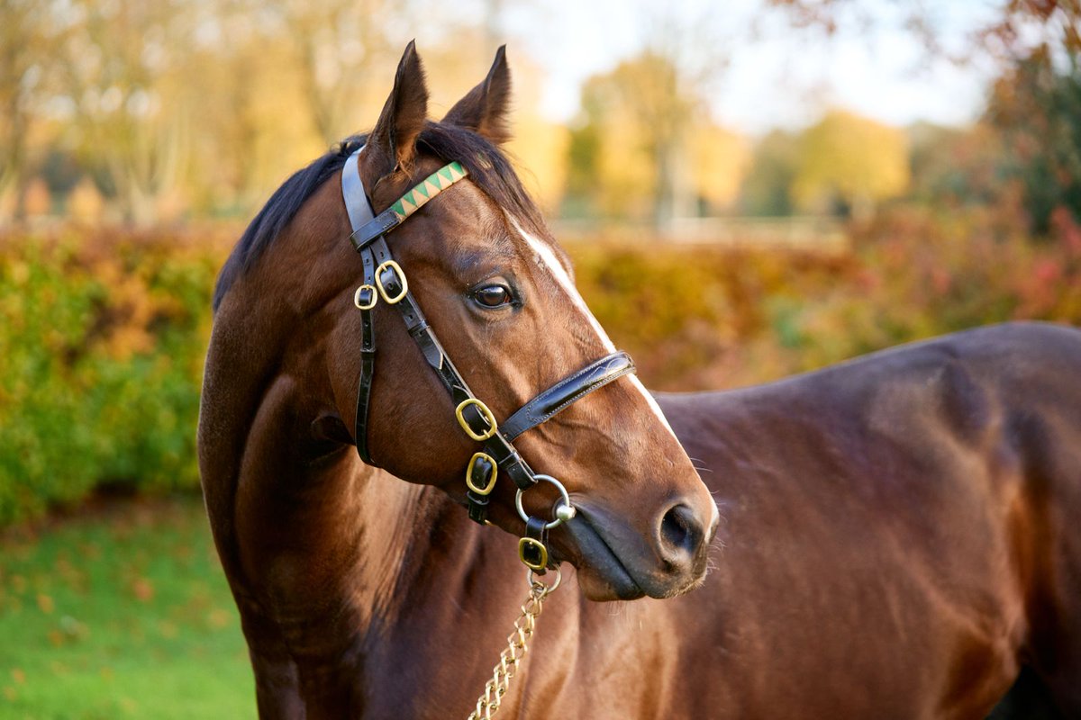 Your 2024 <a href="/Cartier/">Cartier</a> Sprinter ➡️Bradsell❤️🤍

Standing at £10,000 (Live Foal) in 2025, contact the team today! ☎️

#Bradsell #NSstallions #Championsprinter #stallions2025 #thoroughbred #breeding #racehorses #sprinter