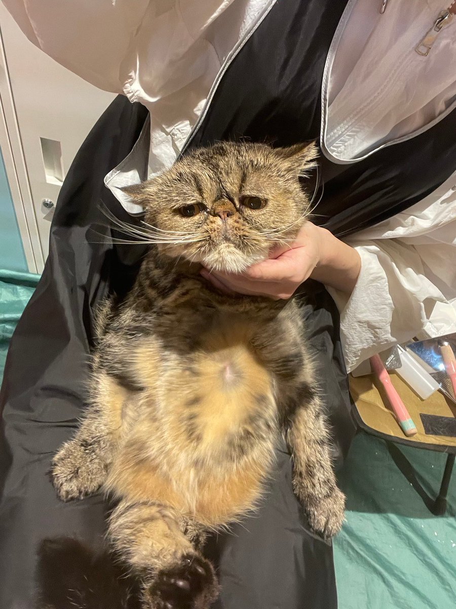 catsalonhappy's tweet photo. ①ショボショボこんぶくん
②ごましおちゃん🌈 https://t.co/H7W4lsjpEs