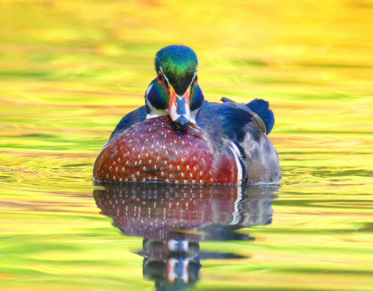 Ruben Giron (@rubengi02391602) on Twitter photo Wood Duck at the Pool in Central Park. Shot early in the morning in dim light with the beautiful yellow hues of the trees reflecting on the water #birdcpp <a href="/BirdCentralPark/">Manhattan Bird Alert</a> Wood Duck at the Pool in Central Park. Shot early in the morning in dim light with the beautiful yellow hues of the trees reflecting on the water #birdcpp <a href="/BirdCentralPark/">Manhattan Bird Alert</a>