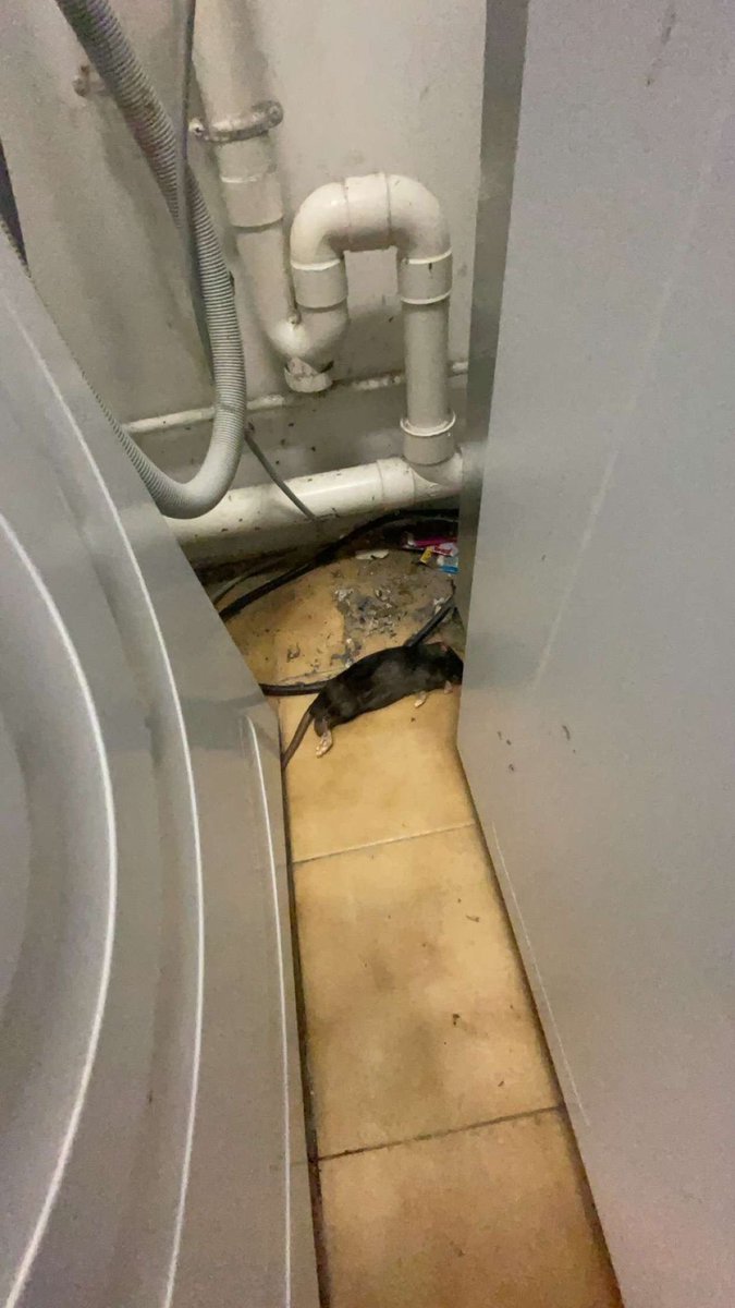 Najib Bayoumi tweet media