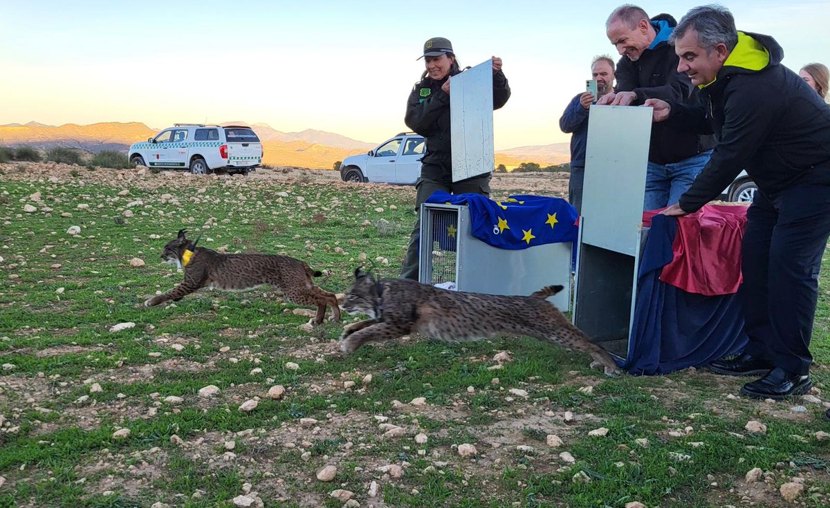 AmbientalRM's tweet photo. Liberados dos linces ibéricos adultos para consolidar la zona de reintroducción de las Tierras Altas de #Lorca
Esta se enmarca en un programa de ejemplares que completaron la etapa de reproducción pero que favorecen el asentamiento de los linces jóvenes 

https://t.co/dkDhLbnYaC https://t.co/2nyBYYEtoJ
