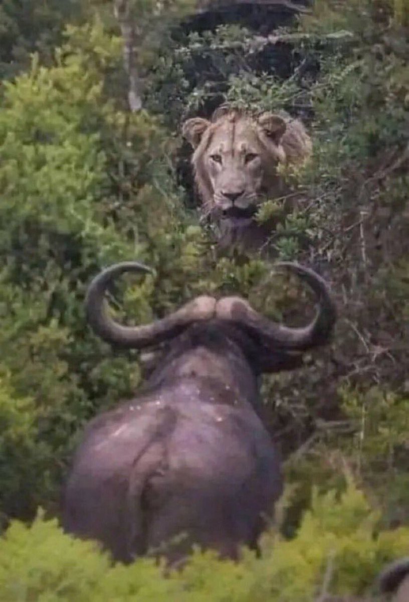 If they start fighting who will win .