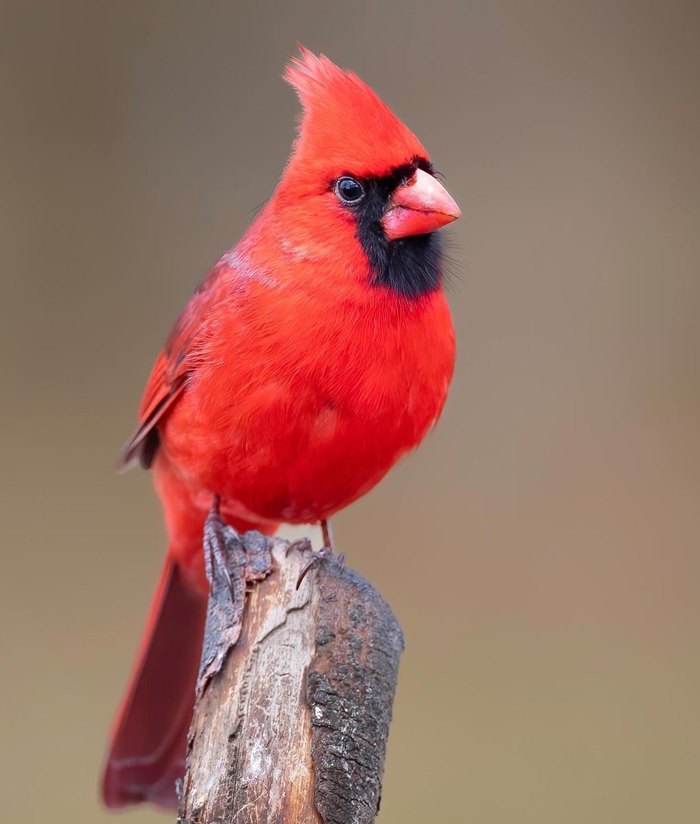 Cardinal Whispers tweet media