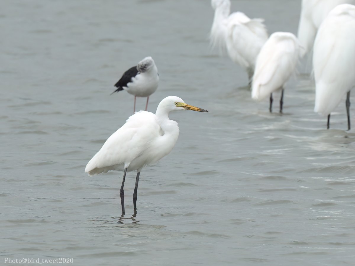 bird_tweet2020's tweet photo. 自分の中では、9月も終わりという頃に、アマサギやチュウサギ(3枚目)にあえるとはまったく思っていなかったので、このときは驚きました。
想定外の出会いがあるから楽しかったりする😆
2024/9/29撮影
#アマサギ #Cattleegret #チュウサギ #Intermediateegret #埼玉湾 https://t.co/koiyF3nn3r