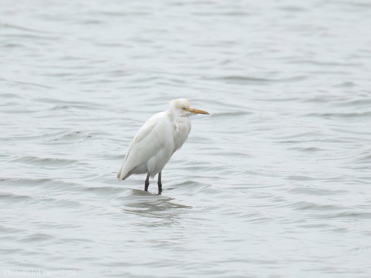 bird_tweet2020's tweet photo. 自分の中では、9月も終わりという頃に、アマサギやチュウサギ(3枚目)にあえるとはまったく思っていなかったので、このときは驚きました。
想定外の出会いがあるから楽しかったりする😆
2024/9/29撮影
#アマサギ #Cattleegret #チュウサギ #Intermediateegret #埼玉湾 https://t.co/koiyF3nn3r