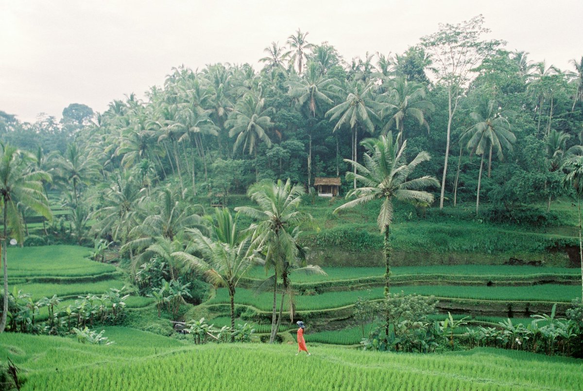 @ksapa.org (@ksapaorg) on Twitter photo CASE STUDY | A global #beverage leader partnered with Ksapa to revolutionize their #coconut supply chain in the #Philippines. This initiative addresses #climateresilience while enhancing farmers' #livelihoods through innovative #carboncapture practices 👉 buff.ly/3AOo6ct CASE STUDY | A global #beverage leader partnered with Ksapa to revolutionize their #coconut supply chain in the #Philippines. This initiative addresses #climateresilience while enhancing farmers' #livelihoods through innovative #carboncapture practices 👉 buff.ly/3AOo6ct