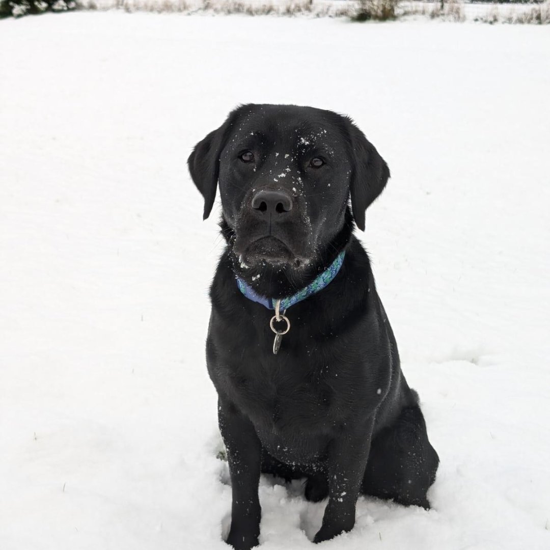 Dogs for Good tweet media