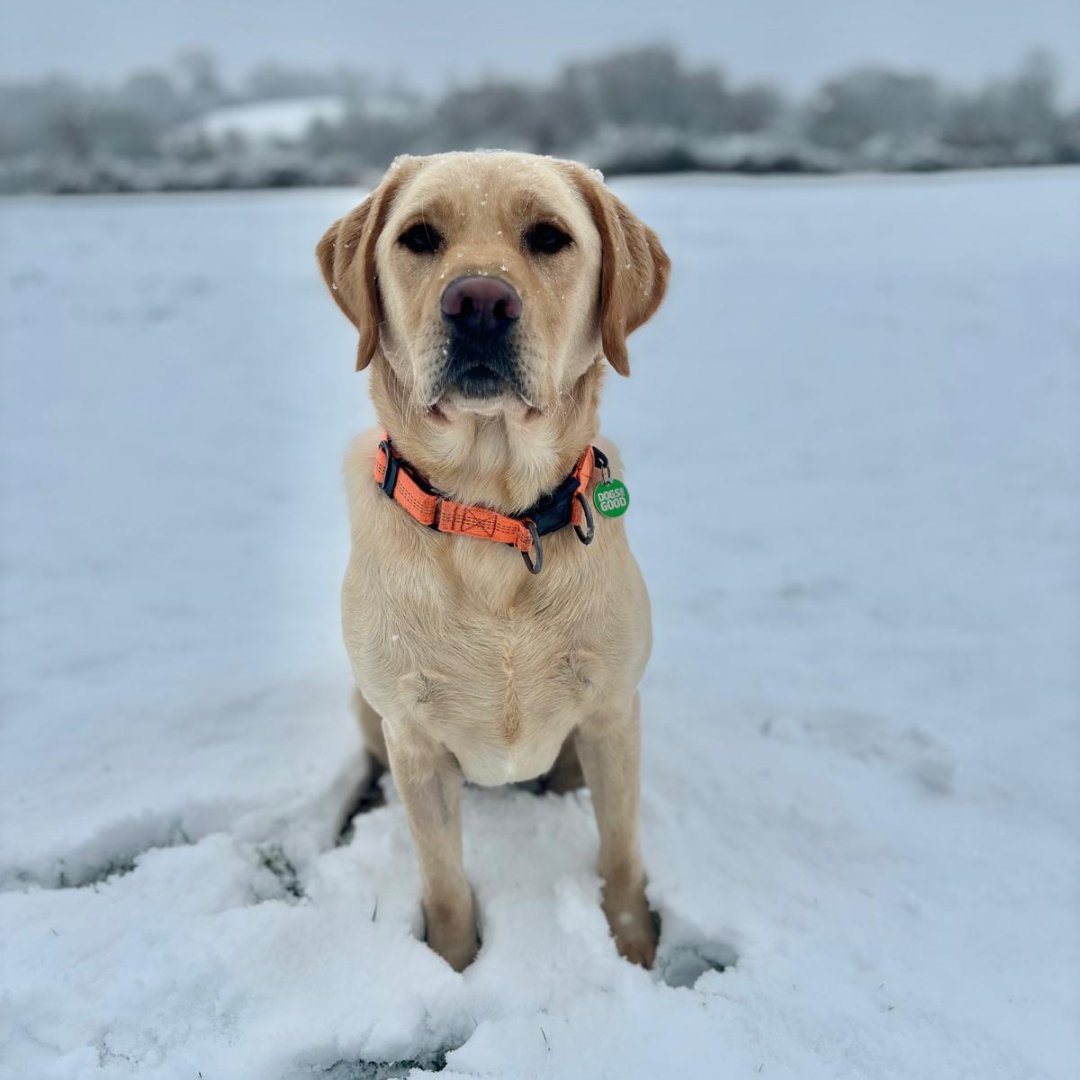 Dogs for Good tweet media