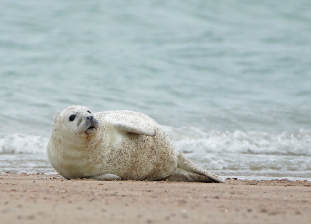 Sint en Piet laten zeehondjes vrij bij Brouwersdam
Sint en Piet hoefden dit jaar helemaal niet lang te denken wat ze de gestrande en opgekalefaterde zeehondjes Snoet en Navy dit jaar zouden schenken. De twee harige 
Lees verder bij de bron: AD
Photo by Gerrit Stam on Unsplash