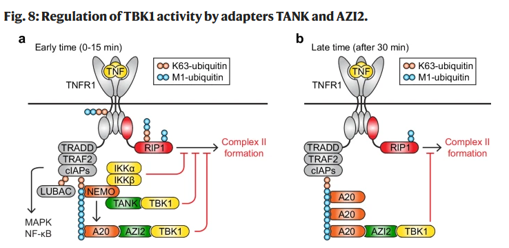 PeterDraberLab's tweet image. We are excited to announce that our paper on the role of TANK/AZI2 adaptors in TNF-induced cell death is finally out! Thanks to all the authors and @NatureComms
nature.com/articles/s4146…