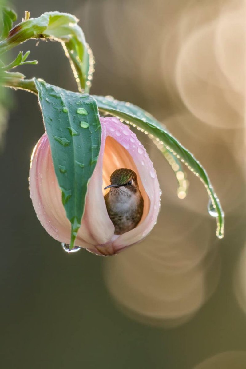 Hummingbird found shelter in the rain