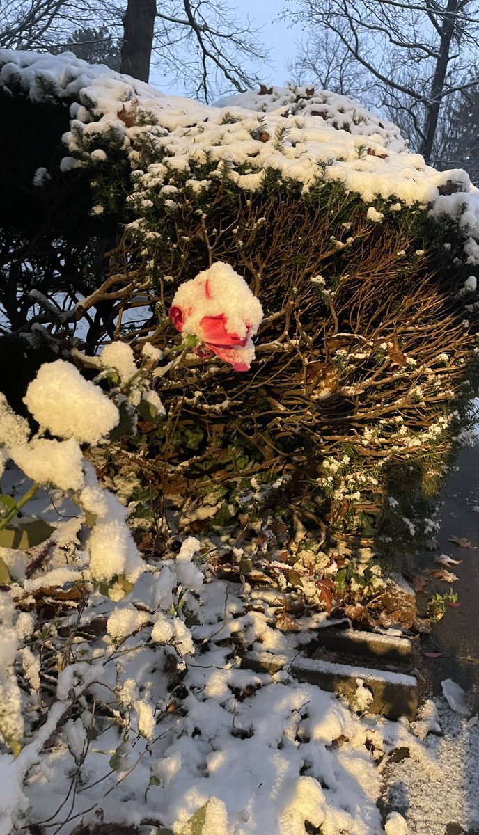 IWIN Foundation tweet media