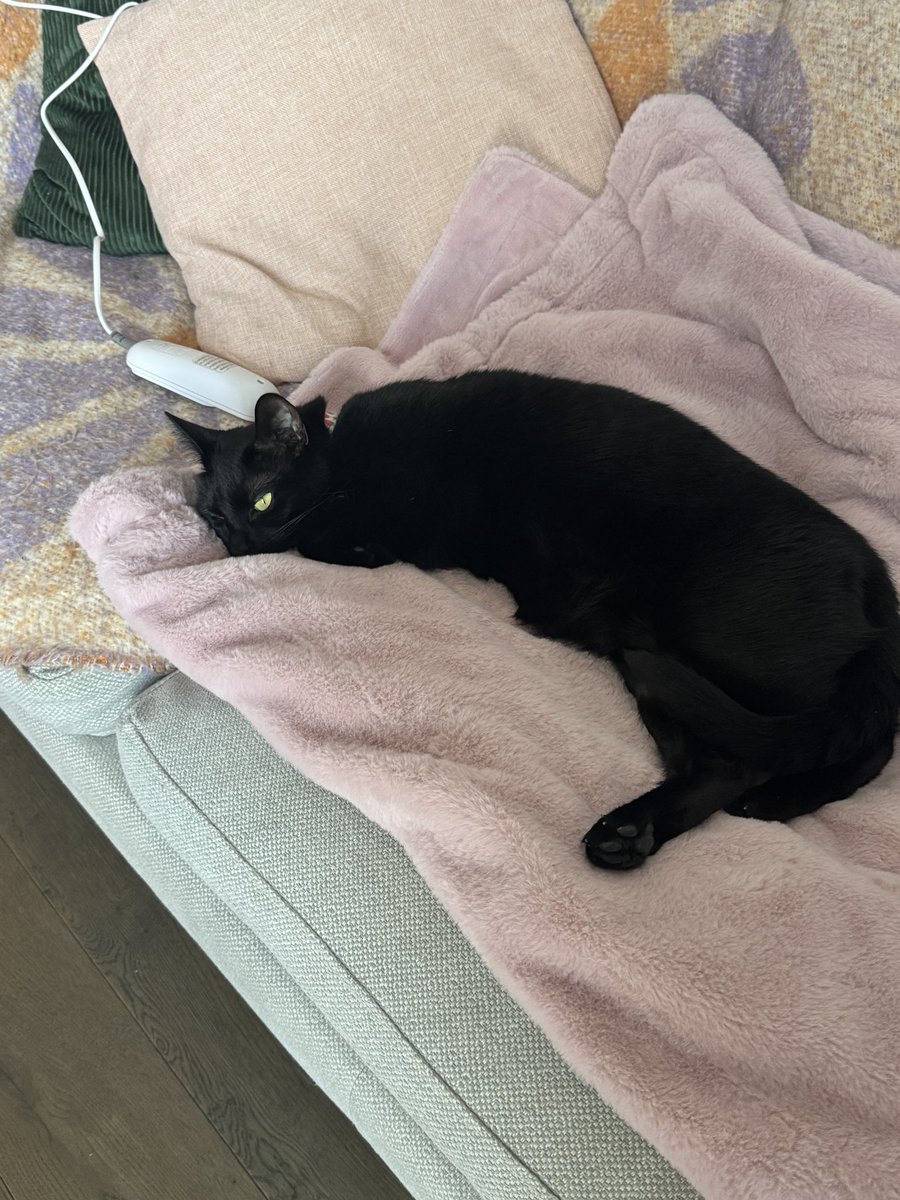 Chloe Louise Maxwell tweet media