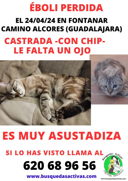 🆘🆘ÉBOLI PERDIDA EN FONTANAR GUADALAJARA ‼️ ES FÁCIL DE RECONOCER YA QUE LE FALTA UN OJITO.— a Fontanar.
AYUDAR CON LA DIFUSIÓN POR FAVOR— a Fontanar.