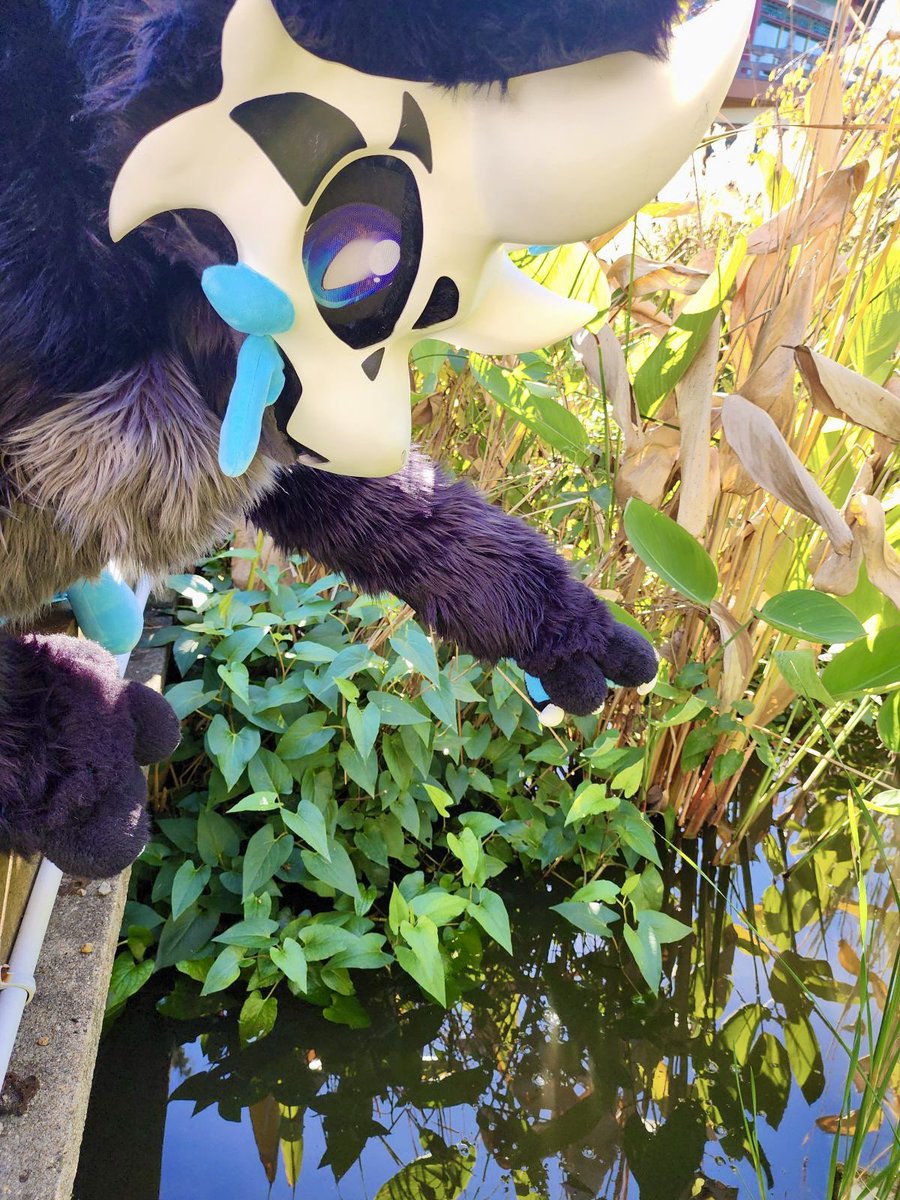 Xikala swears they saw a fish! 

You gotta believe them!

📷: <a href="/LEYENDAS2/">LEYENDAS</a>
#furry #fursuit