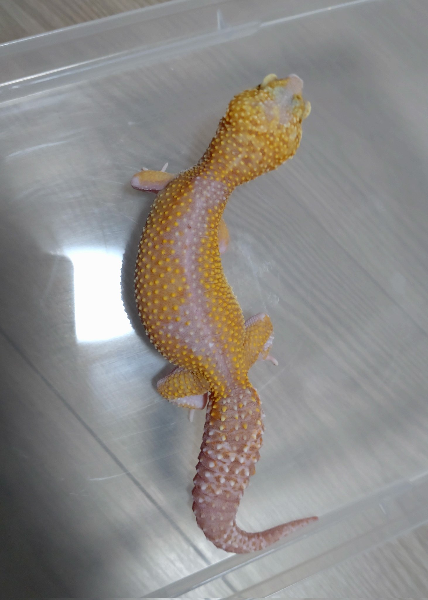 レオパ野郎 ラインの呼称と認知 - サングロー分割用 | とっとこのレオパ覚え書き