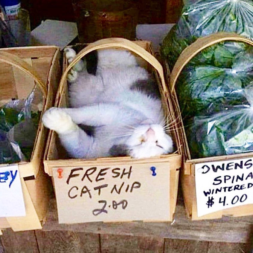 Bodega Cats tweet media