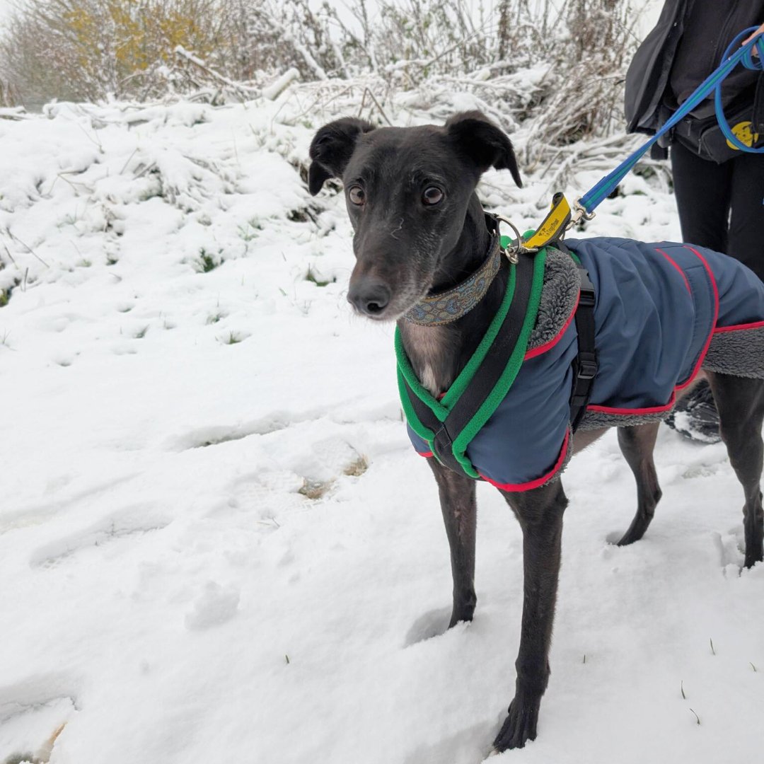 Looking for a good dog walker? 🐾 

Here's just a few things we reccomend you consider during your search:
• What training do they have?
• Do they have insurance and what does their policy cover?
• Do they have references or reviews?