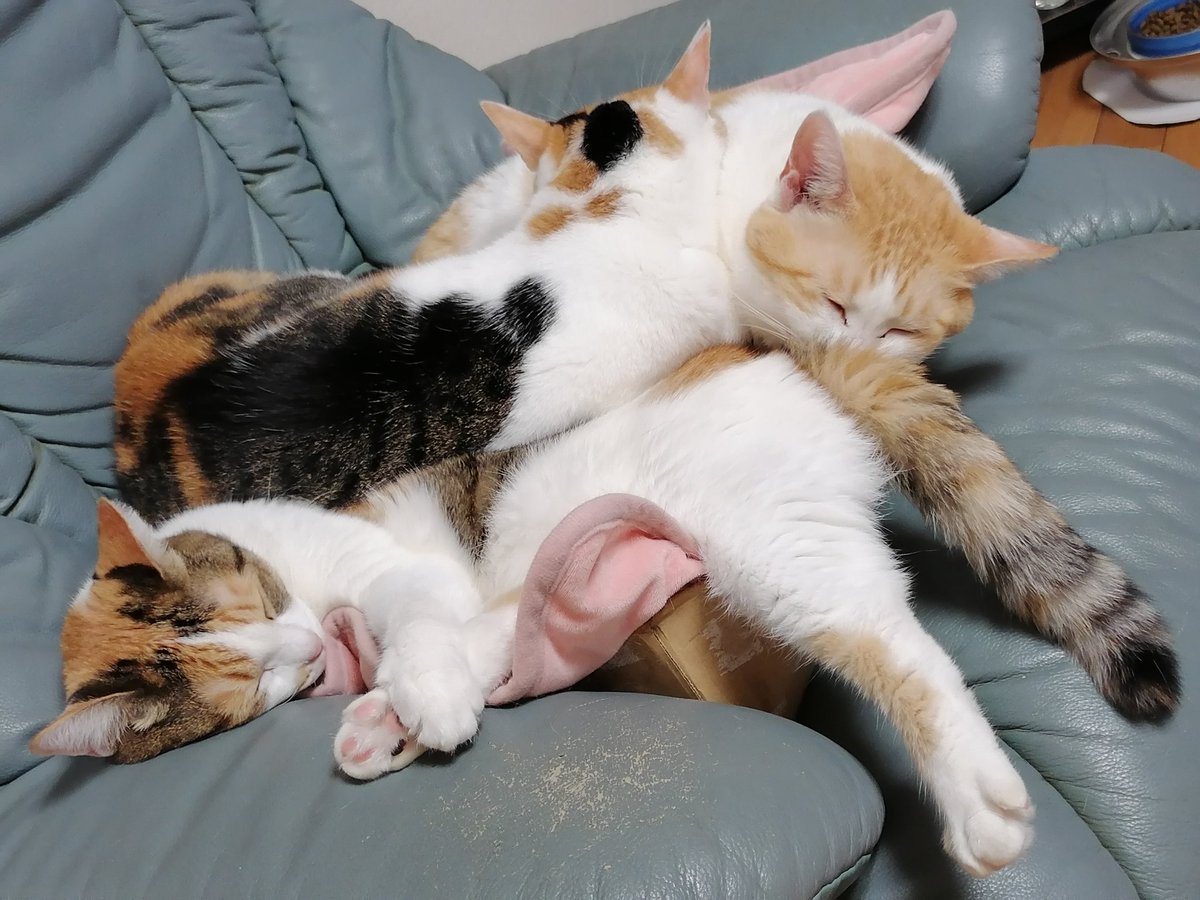 乗っかり放題、はみ出し放題🤭😂
#猫