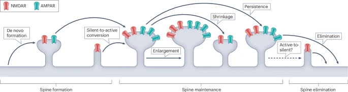 Nature Rev Neurosci (@natrevneurosci) on Twitter photo Structural neural plasticity evoked by rapid-acting antidepressant interventions — a Review by Clara Liao, Alisha Dua, Cassandra Wojtasiewicz, Conor Liston & Alex Kwan
go.nature.com/4eEI3Aw
<a href="/ItsClaraLiao/">Clara Liao</a> <a href="/kwanalexc/">Alex Kwan 關進晞</a> <a href="/CornellBME/">Cornell BME</a> <a href="/CornellEng/">Cornell Engineering</a> <a href="/Cornell/">Cornell University</a> <a href="/WCMPsychiatry/">Weill Cornell Medicine Psychiatry</a> <a href="/WeillCornell/">Weill Cornell Medicine</a> Structural neural plasticity evoked by rapid-acting antidepressant interventions — a Review by Clara Liao, Alisha Dua, Cassandra Wojtasiewicz, Conor Liston & Alex Kwan
go.nature.com/4eEI3Aw
<a href="/ItsClaraLiao/">Clara Liao</a> <a href="/kwanalexc/">Alex Kwan 關進晞</a> <a href="/CornellBME/">Cornell BME</a> <a href="/CornellEng/">Cornell Engineering</a> <a href="/Cornell/">Cornell University</a> <a href="/WCMPsychiatry/">Weill Cornell Medicine Psychiatry</a> <a href="/WeillCornell/">Weill Cornell Medicine</a>