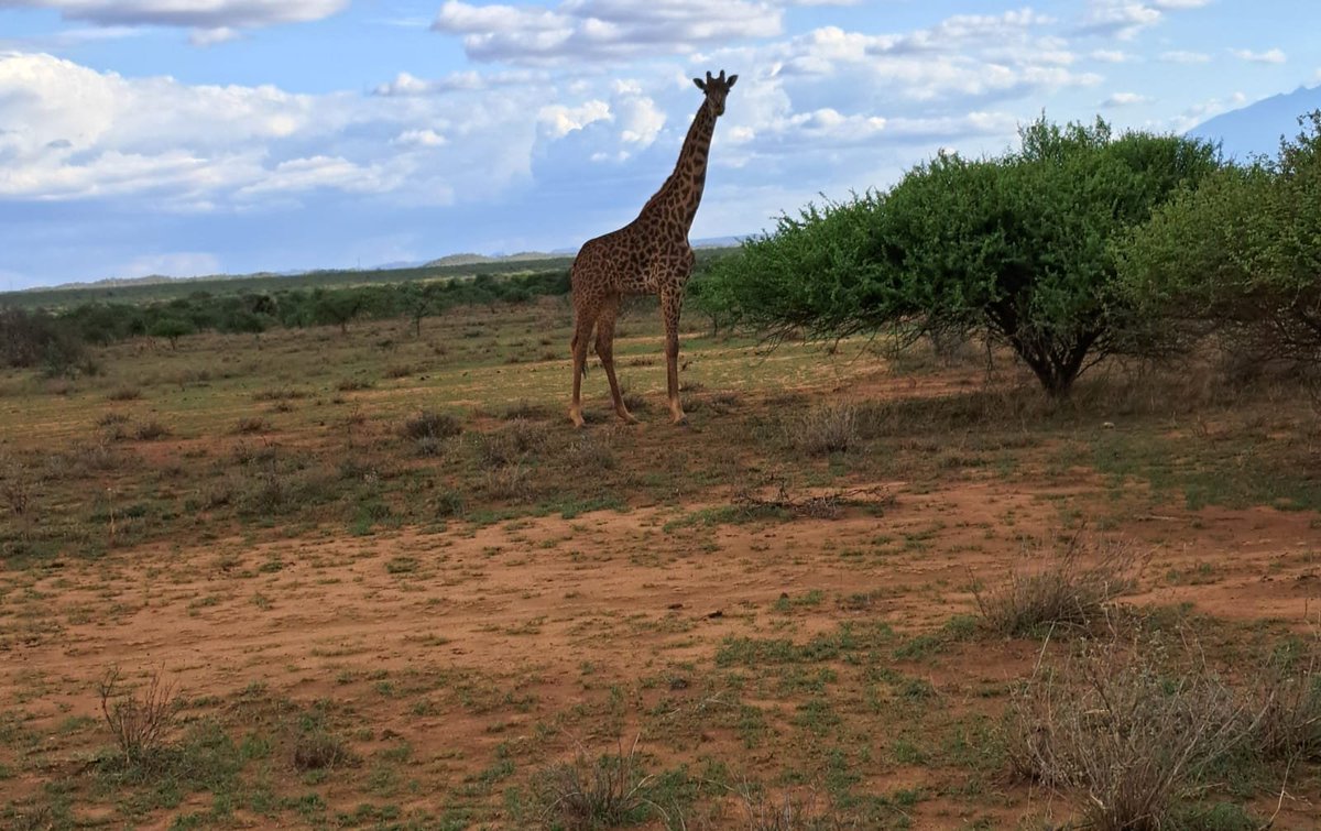 African Conservation Centre (ACC) tweet media