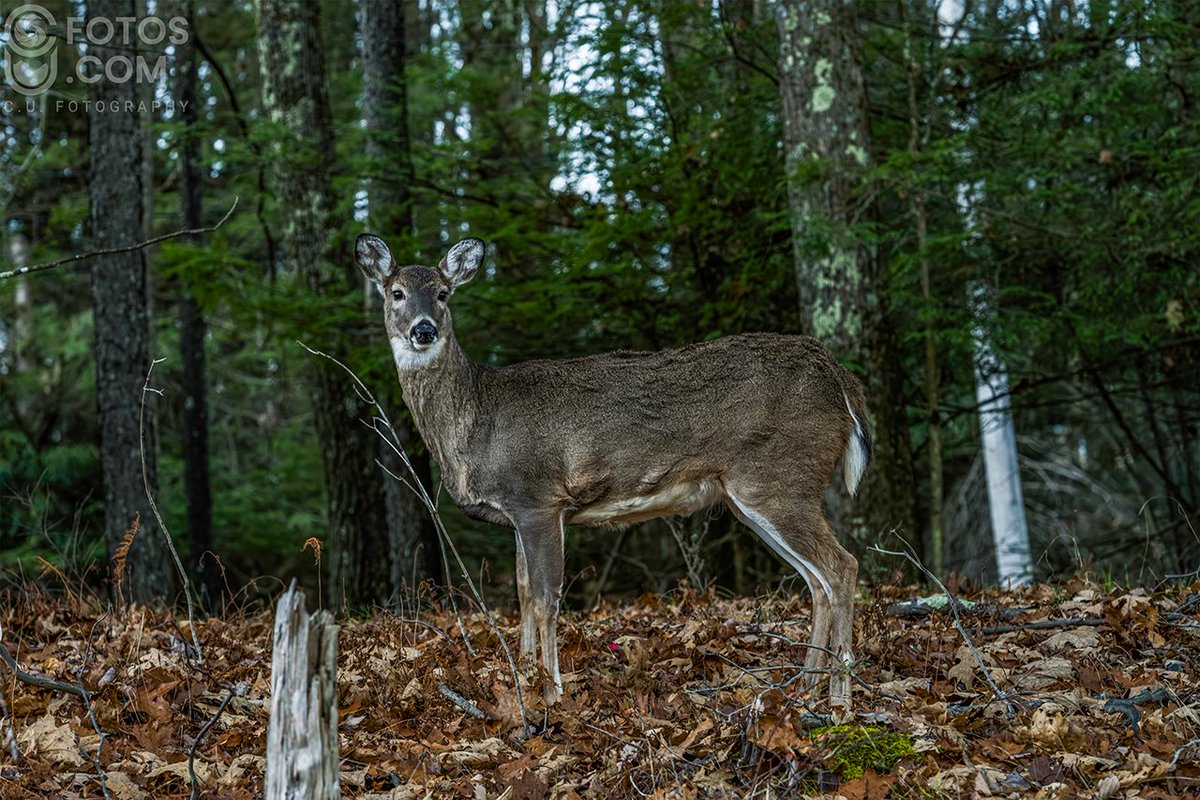 CUfotog's tweet photo. Patience is a virtue, especially when you're trying to capture a beautiful moment like this! 🦌🌄  Early mornings and unexpected wildlife encounters make photography so rewarding. #Patience #WildlifePhotography #NatureLovers #Deer #MountainViews #EarlyMorningMagic #PhotoOfTheDay https://t.co/0qNw4vtzp5